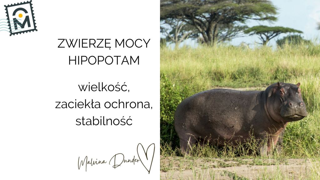 Zwierzę Mocy Hipopotam znaczenie – symbol siły, duchowej ochrony i stabilnych&nbsp;emocji