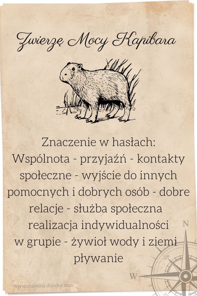 Kapibara Zwierzę Mocy, znaczenie symbolika przesłanie, Malvina Dunder
