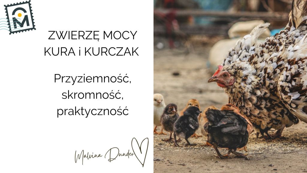 Zwierzę Mocy Kura i Kurczak znaczenie – przyziemność, pokora, cierpliwe dojrzewanie do&nbsp;zmian
