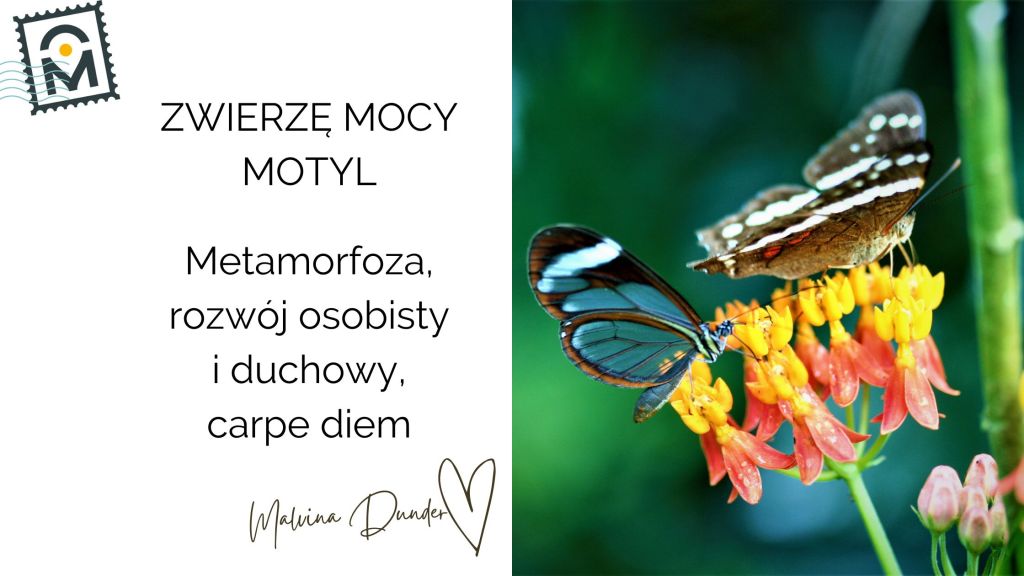 Zwierzę Mocy Motyl znaczenie – metamorfoza, cykle życia, rozwój osobisty i duchowy,&nbsp;lekkość