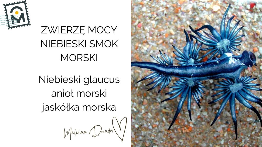 Zwierzę Mocy Niebieski Smok Morski (Glaucus atlanticus) – znaczenie, przesłanie i duchowa&nbsp;symbolika