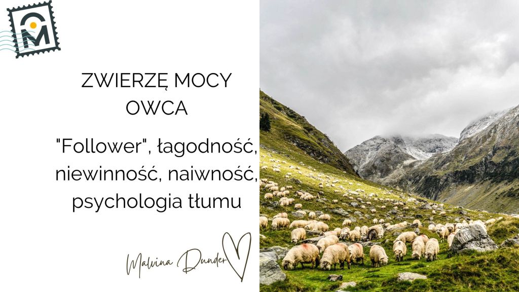 Zwierzę Mocy Owca znaczenie – podążanie utartą ścieżką, niewinność, naiwność, czarna&nbsp;owca