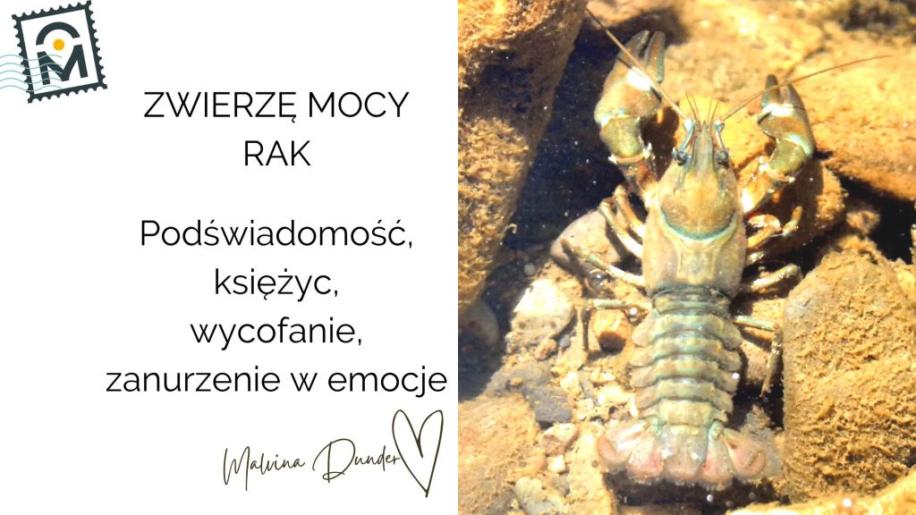 Zwierzę Mocy Rak – znaczenie: podświadomość, regeneracja, rozwój duchowy, intuicja, ochrona&nbsp;emocjonalna