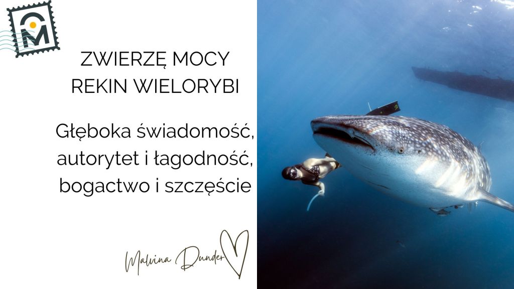 Zwierzę Mocy Rekin Wielorybi znaczenie – szczęście, obfitość, autorytet, łagodny&nbsp;gigant