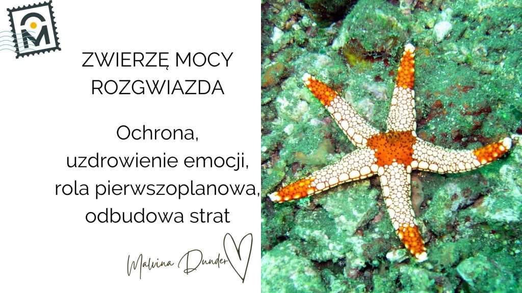 Zwierzę Mocy Rozgwiazda znaczenie – blask, regeneracja, rola pierwszoplanowa, harmonia&nbsp;energii