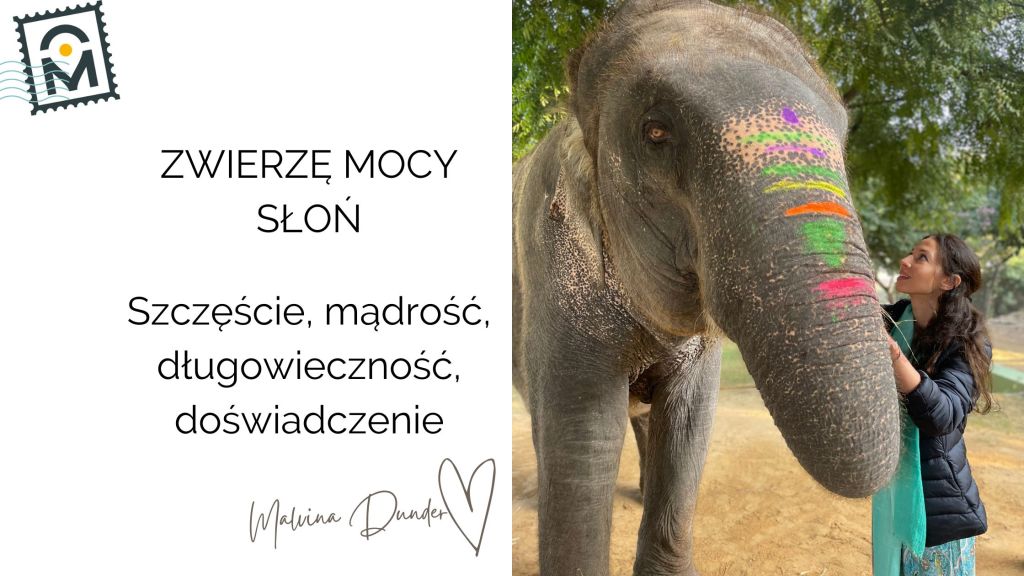 Zwierzę Mocy Słoń znaczenie – mądrość, stabilność, siła i duch opiekuńczy&nbsp;Ziemi