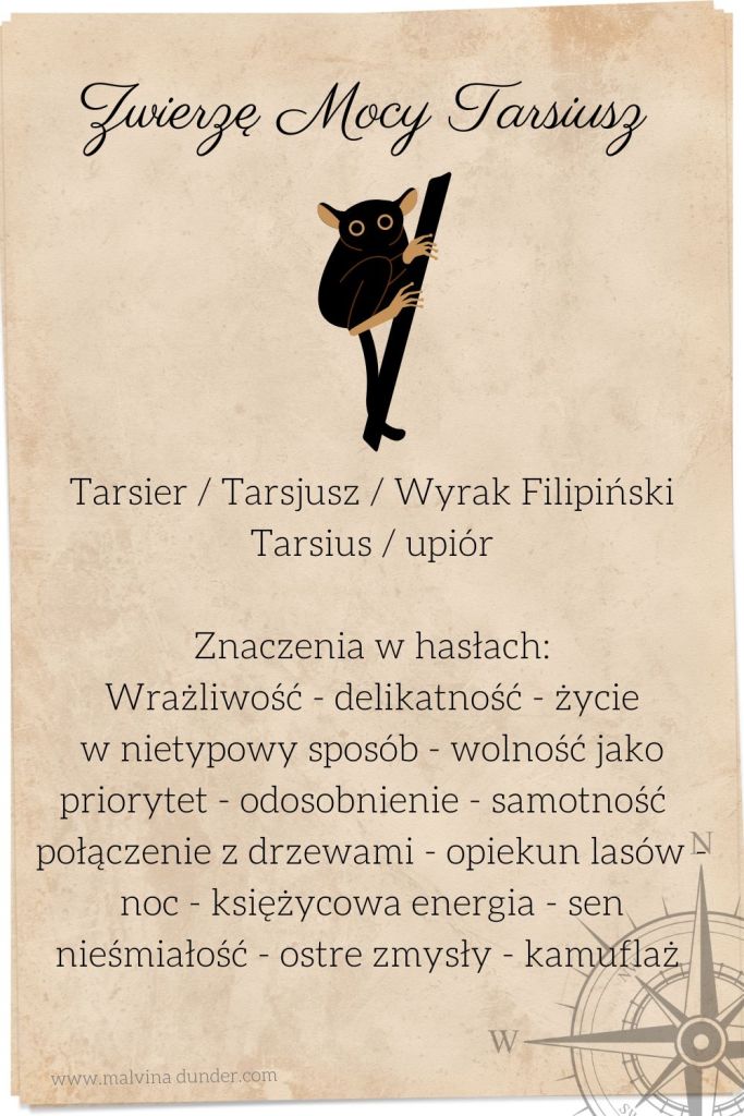 zwierzę mocy tarsjusz wyrak tarsier