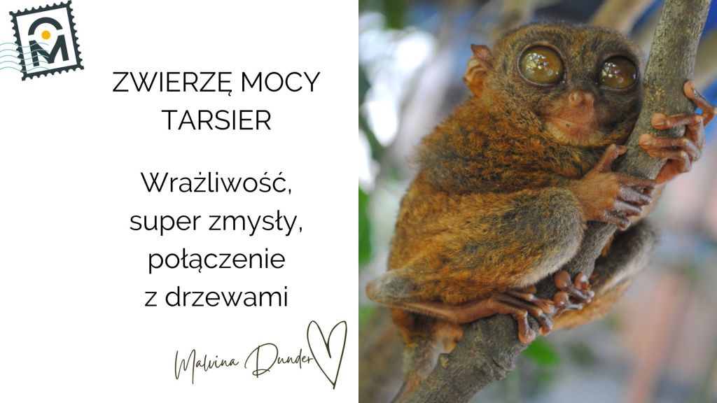 Zwierzę Mocy Tarsjusz znaczenie – wrażliwość, nocna intuicja,&nbsp;wolność
