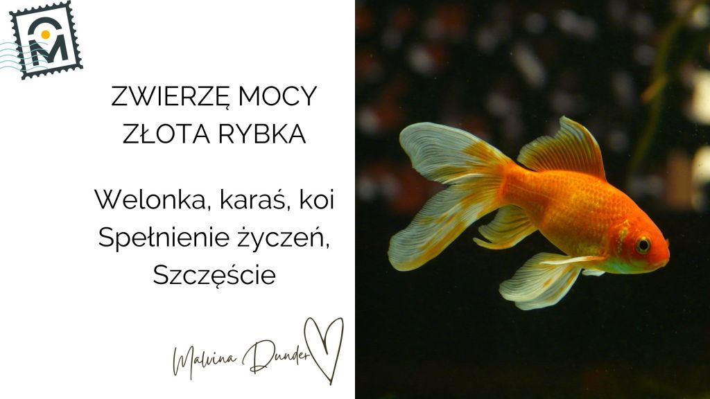 Zwierzę Mocy Złota Rybka – symbol szczęścia, spełnionych marzeń i emocjonalnej&nbsp;obfitości