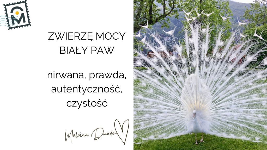 Zwierzę Mocy Paw Biały – nirwana, wyższe Ja, hipnotyzujące&nbsp;piękno