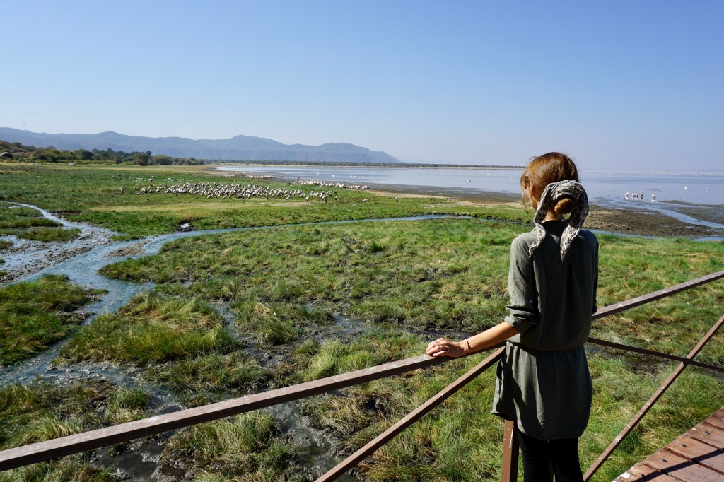 tanzania, manyara, afryka, safari