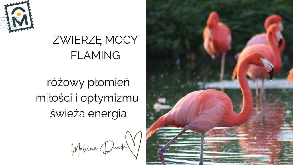 Zwierzę Mocy Flaming znaczenie – różowy płomień miłości i optymizmu, koniec&nbsp;samotności