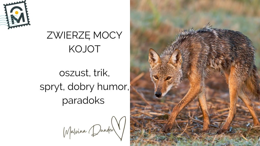 Zwierzę Mocy Kojot znaczenie – trickster (oszust) i mędrzec, paradoks, mity,&nbsp;symbolika