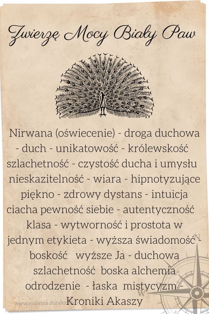 paw biały Zwierzę Mocy, zwierzęta mocy karty