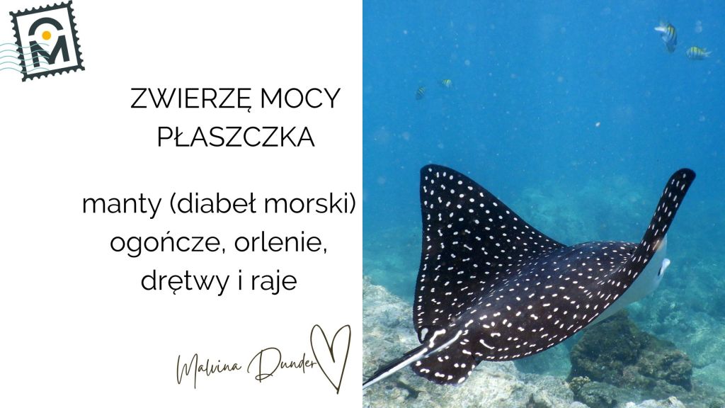 Zwierzę Mocy Płaszczka – ptak oceanu, balans i sztuka zarządzania&nbsp;energią