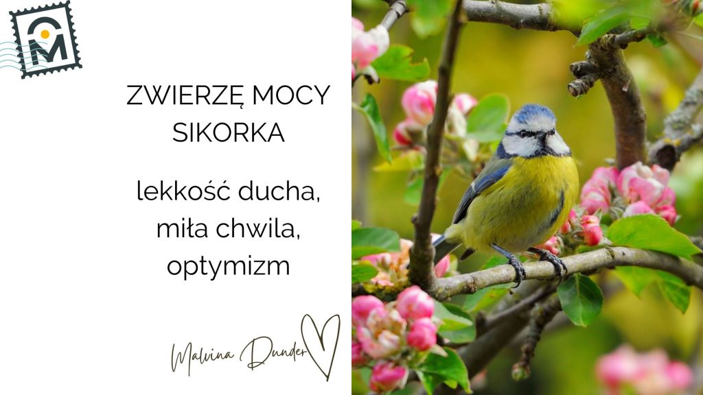 Zwierzę Mocy Sikorka znaczenie – lekkość ducha, radość chwili,&nbsp;optymizm