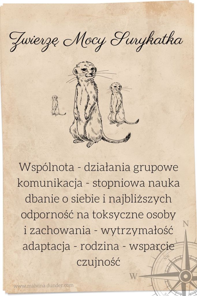 surykatka Zwierzę Mocy, zwierzęta mocy karty