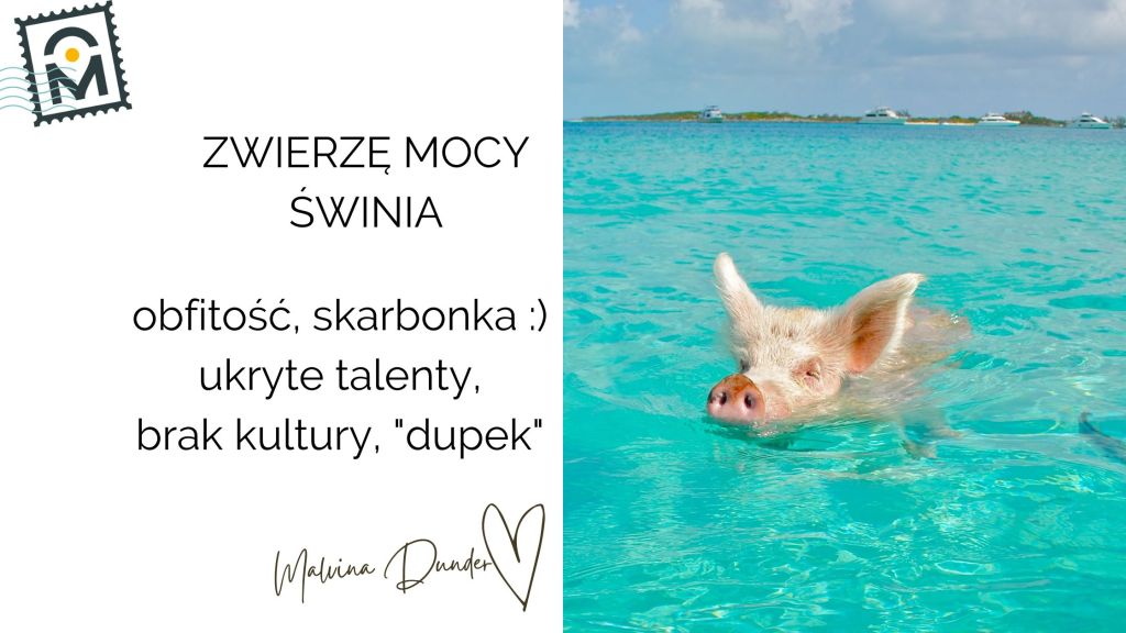 Zwierzę Mocy Świnia znaczenie – obfitość, ukryte talenty,&nbsp;prostota