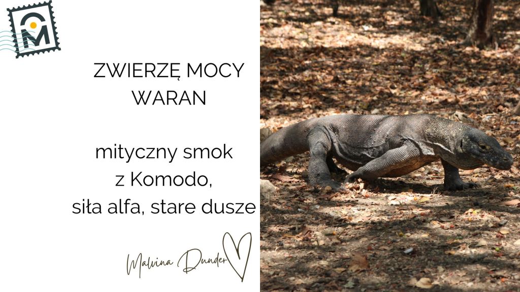 Zwierzę Mocy Waran znaczenie – siła alfa, wojownik z pradawnych&nbsp;czasów