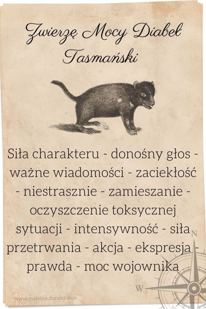 Zwierzę mocy diabeł tasmański, znaczenie, karty