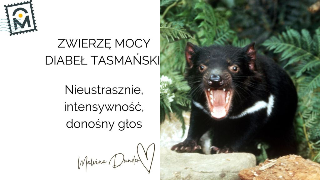 Zwierzę Mocy Diabeł Tasmański znaczenie – odwaga, przetrwanie i głośna wiadomość od&nbsp;intuicji
