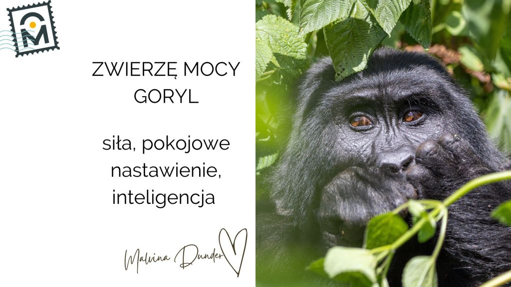 Zwierzę Mocy Goryl znaczenie – potężna siła, autorytet i pokojowe&nbsp;nastawienie
