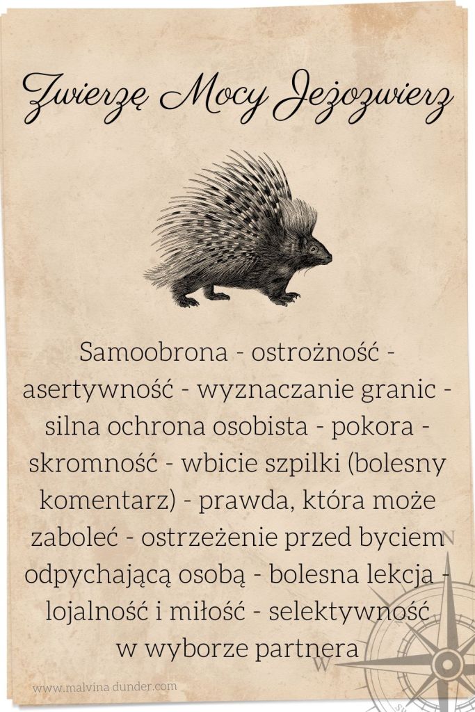zwierzę mocy jeżozwierz, znaczenie, przesłanie, totem, karty zwierzęta mocy