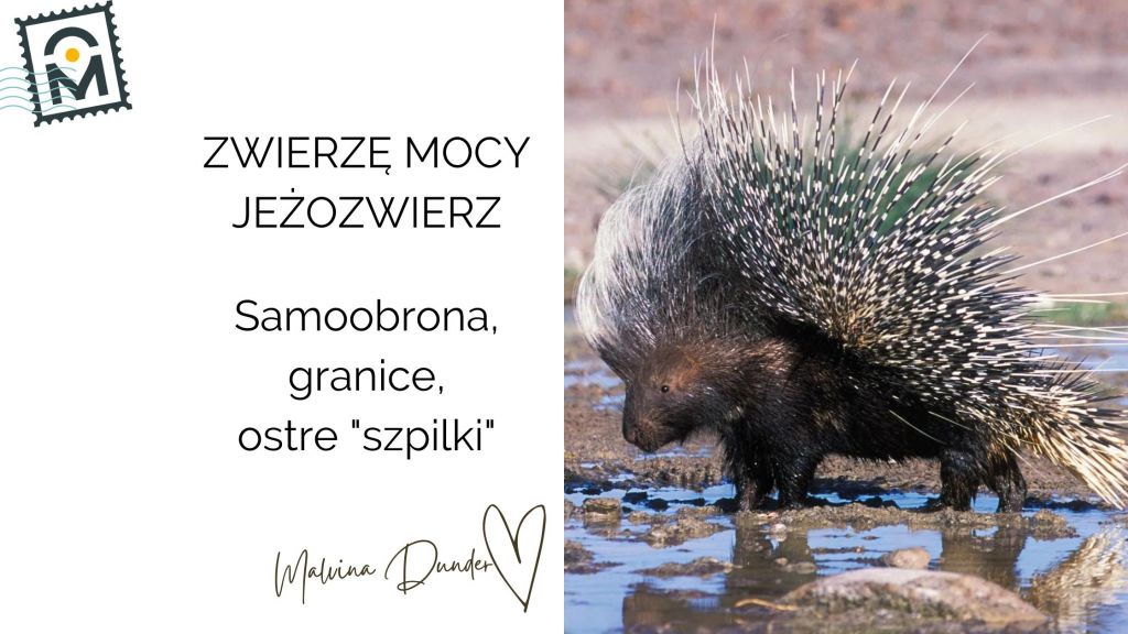 Zwierzę Mocy Jeżozwierz znaczenie – energetyczne kolce, samoobrona i lekcja&nbsp;dystansu