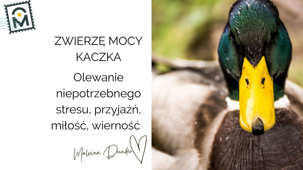 Zwierzę Mocy Kaczka znaczenie — odporność emocjonalna, miłość i sztuka&nbsp;odpuszczania