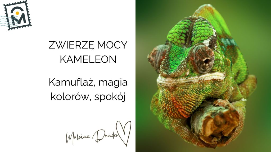 Zwierzę Mocy Kameleon znaczenie – kamuflaż, magia kolorów,&nbsp;spokój