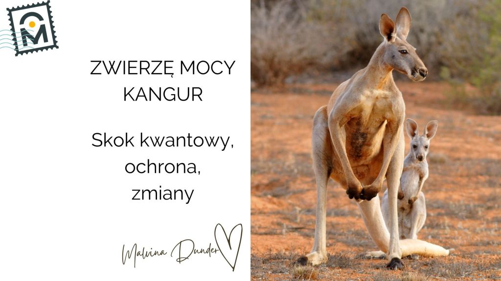 Zwierzę Mocy Kangur znaczenie – skok kwantowy, energiczność,&nbsp;ochrona