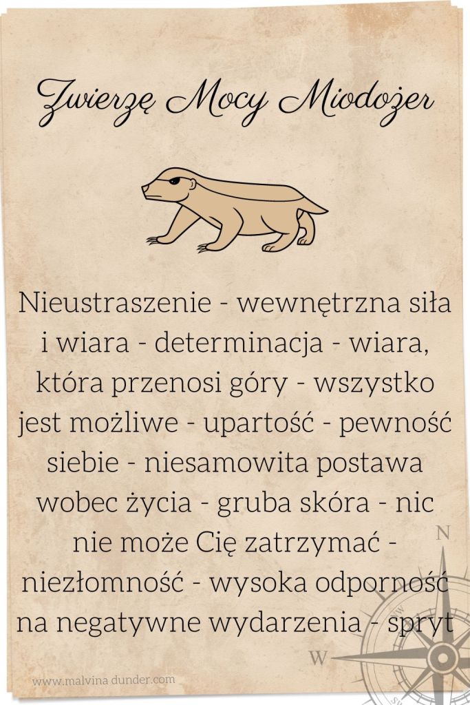 zwierzę mocy miodożer, ratel, znaczenie, karty zwierzęta mocy