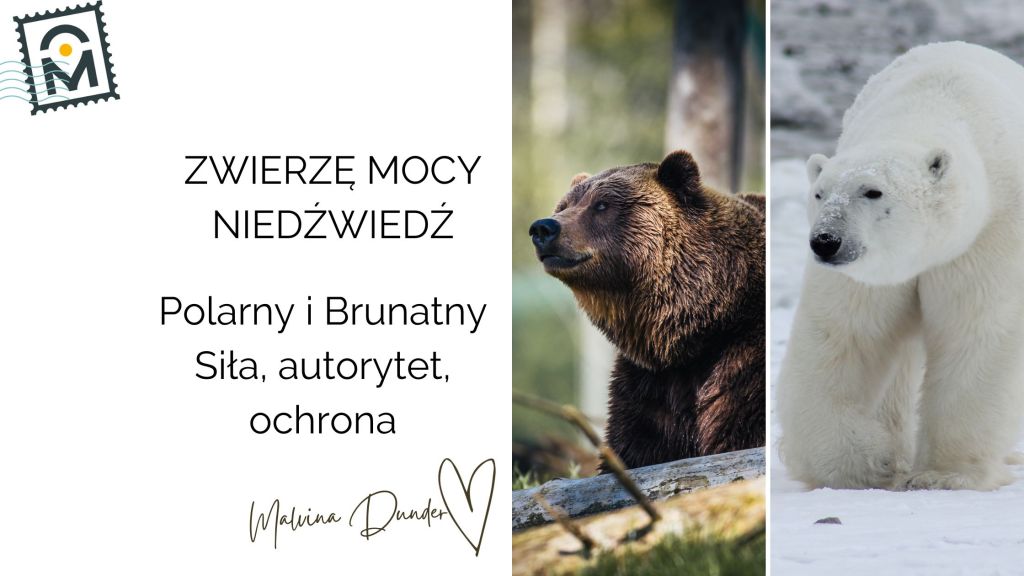 Niedźwiedź Zwierzę Mocy polarny i brunatny, znaczenie, symbol, przesłanie, właściwości. kobieca energia, relacje, rozwój osobisty, Malvina Dunder