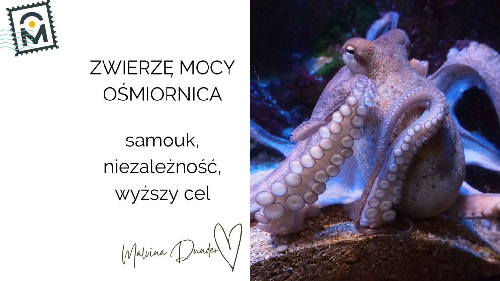 Zwierzę Mocy Ośmiornica – ciekawość, samodzielność, duchowa&nbsp;moc