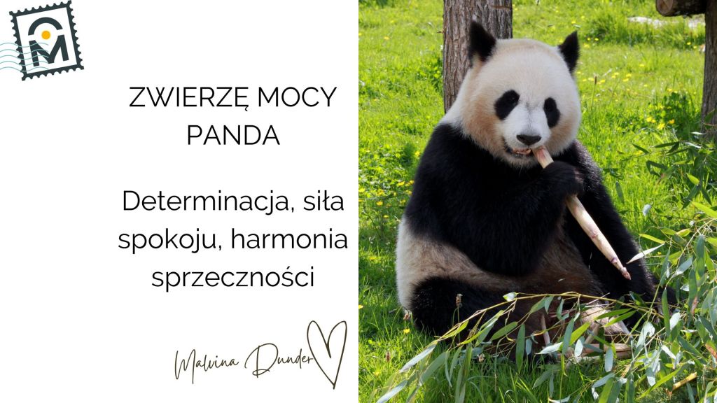 Zwierzę Mocy Panda znaczenie – łagodna siła i&nbsp;yin-yang