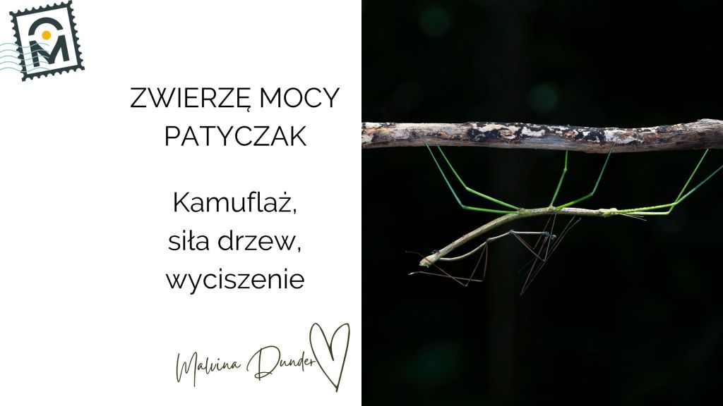 Zwierzę Mocy Patyczak znaczenie – symbolika kamuflażu, ciszy, połączenia z&nbsp;naturą