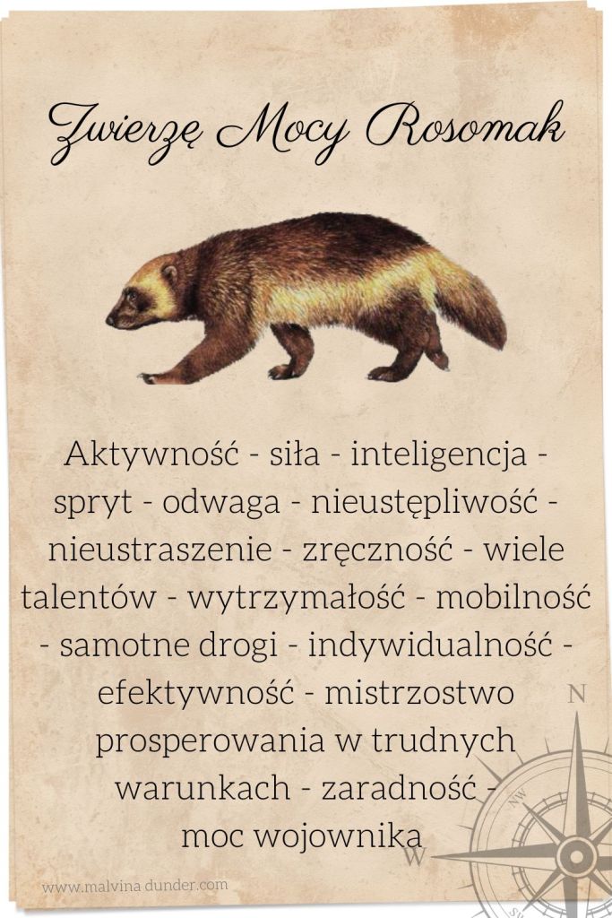 zwierzę mocy rosomak znaczenie karty zwierzęta mocy