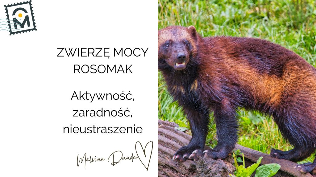 Zwierzę Mocy Rosomak znaczenie – zaradność, siła przetrwania i droga&nbsp;niezależności