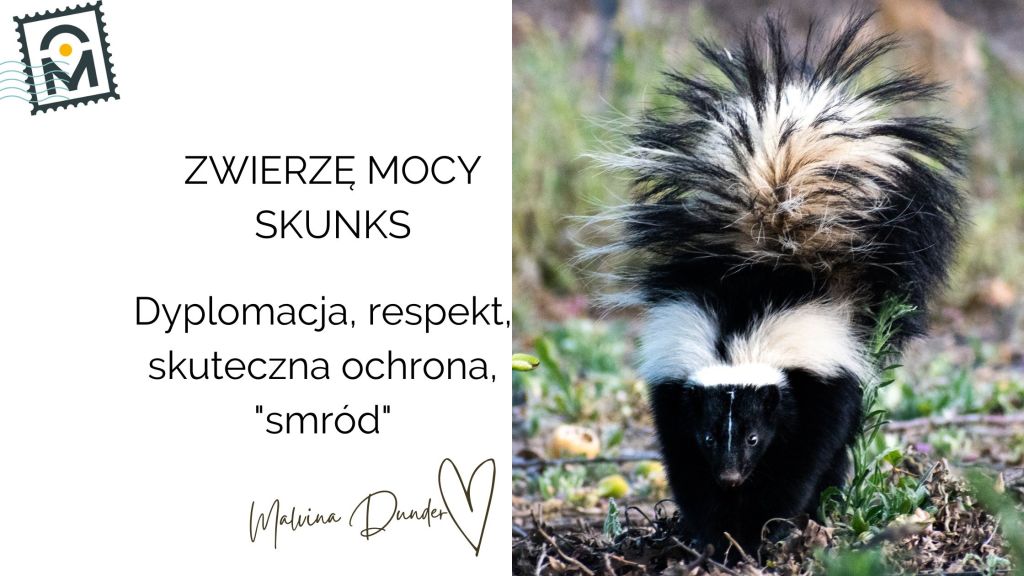 Zwierzę Mocy Skunks znaczenie – dyplomacja, granice, pewność&nbsp;siebie