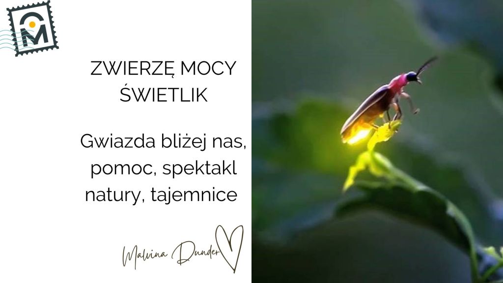Zwierzę Mocy Świetlik znaczenie – światło wewnętrzne, magia codzienności i moc&nbsp;przyciągania