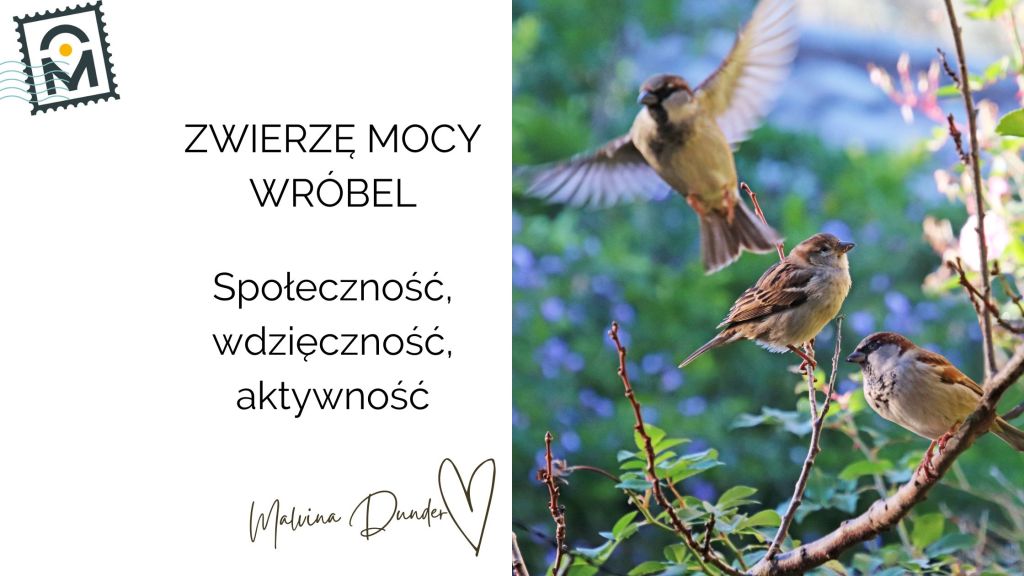 Zwierzę Mocy Wróbel znaczenie – społeczność, wdzięczność,&nbsp;aktywność