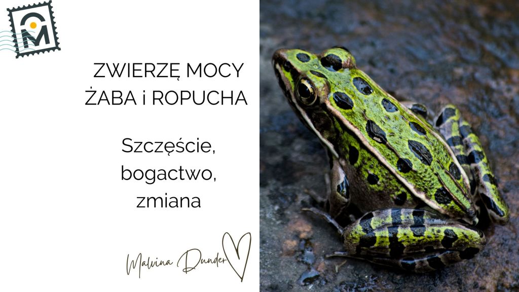 Zwierzę Mocy Żaba i Ropucha – symbolika, znaczenie, szczęście, bogactwo,&nbsp;manifestacja