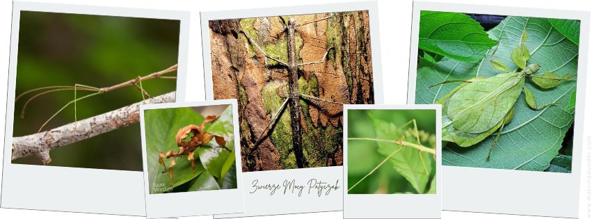 zwierzę mocy patyczak