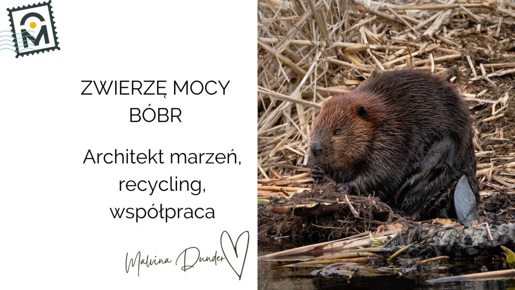 BÓBR Zwierzę Mocy, znaczenie, symbol, przesłanie, właściwości