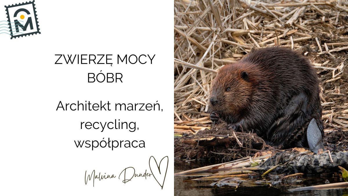Zwierzę Mocy Bóbr znaczenie – budowa marzeń, przyziemność, wkład pracy. Każdą kłodę rzuconą Ci pod nogi, użyj do&nbsp;budowy…