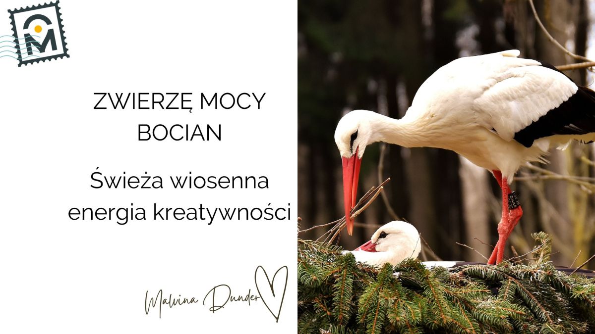 Zwierzę Mocy Bocian znaczenie – nowa, świeża energia wiosny,&nbsp;kreatywności