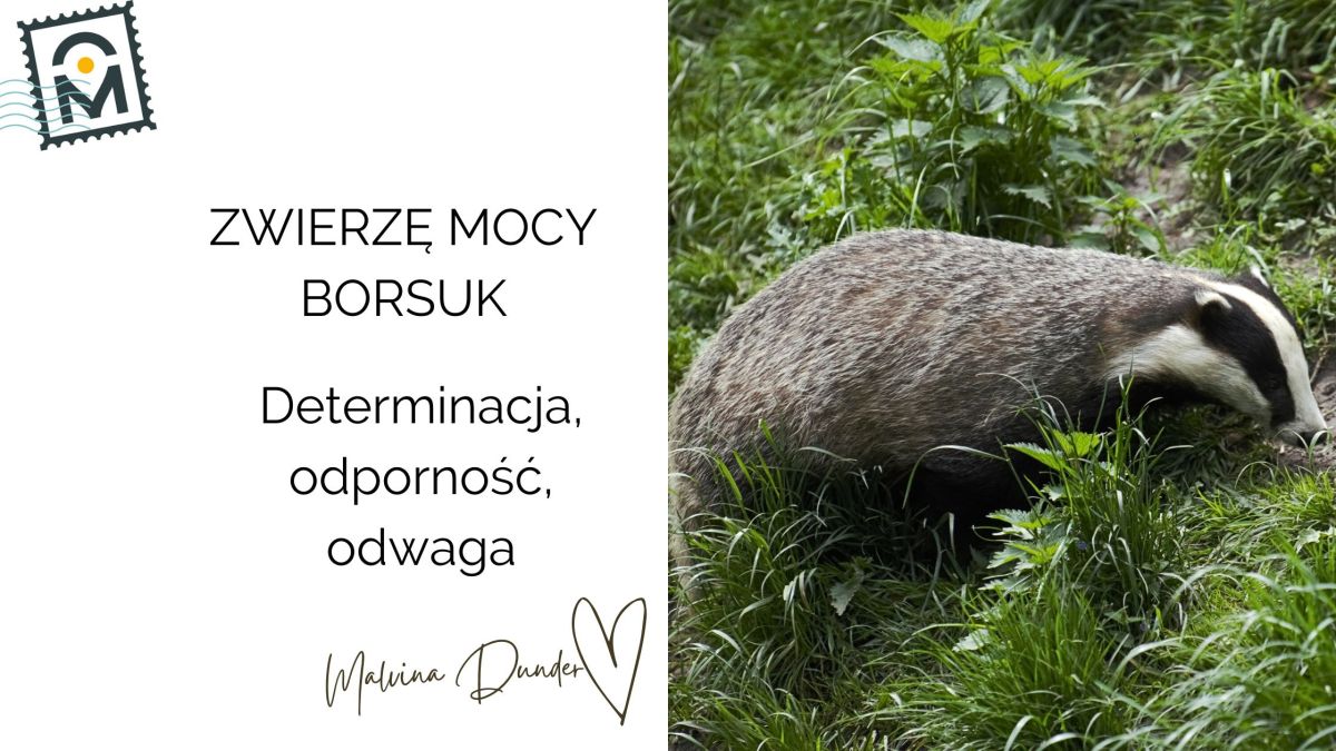 Zwierzę Mocy Borsuk znaczenie – symbol determinacji, odwagi i&nbsp;ochrony