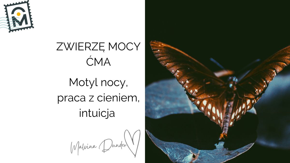 Zwierzę Mocy Ćma znaczenie, symbolika – motyl nocy, intuicja, transformacja,&nbsp;cień