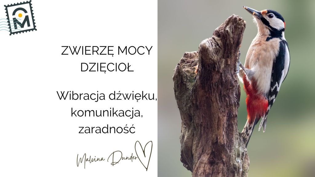 DZIĘCIOŁ Zwierzę Mocy, znaczenie, symbol, przesłanie, właściwości