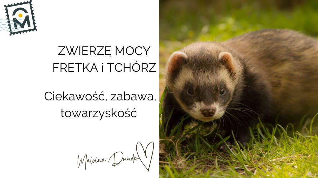 Zwierzę Mocy Fretka znaczenie – ciekawość, zabawa, spryt,&nbsp;towarzyskość